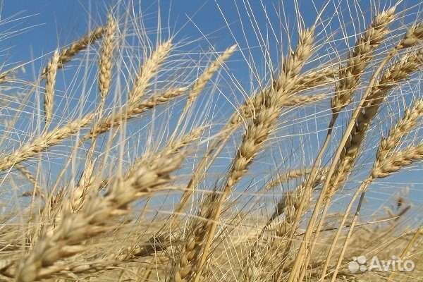 Продам рожь