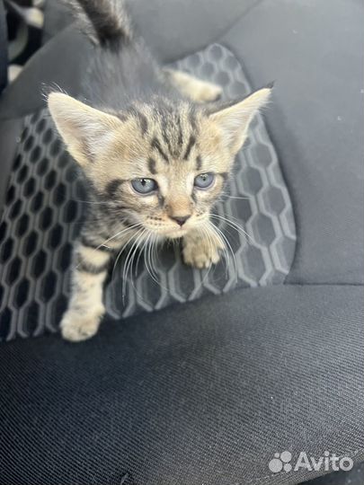 Котятки