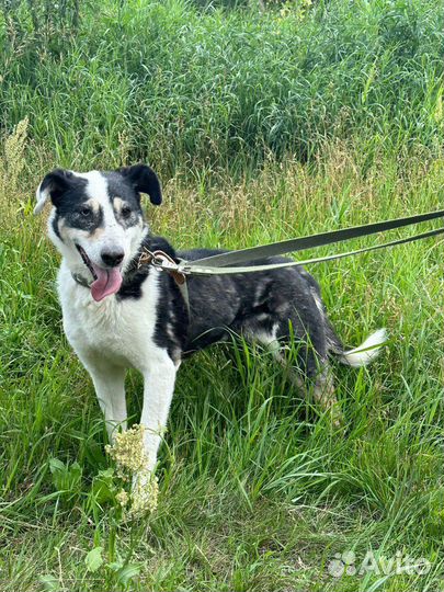 Собака Нюра