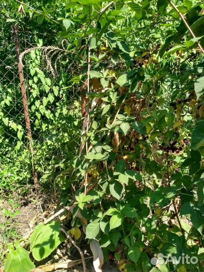 Саженцы ежевики