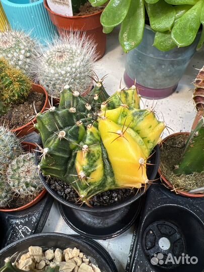 Гимнокалициум вариегатный