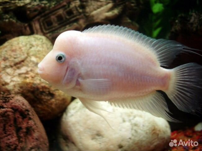 Аквариум 240 л. с рыбками