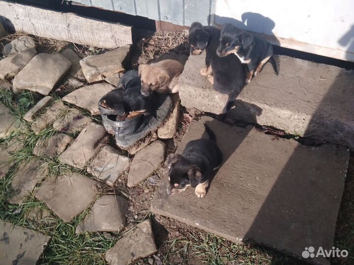 Щенки