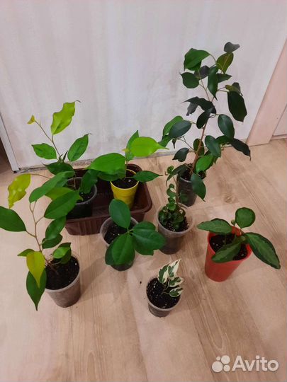 Фикусы бенджамина фикусы сортовые