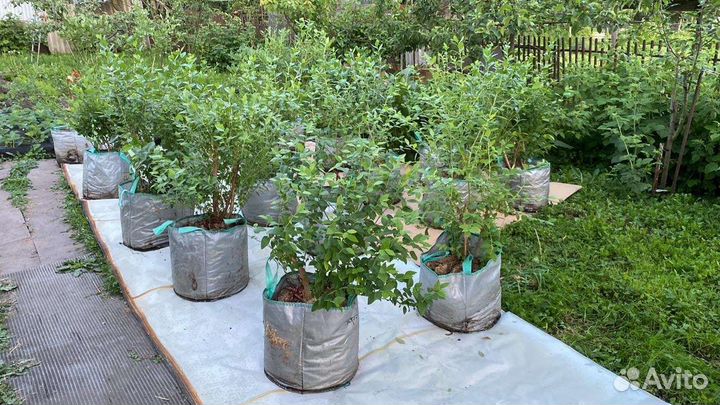Кусты голубики