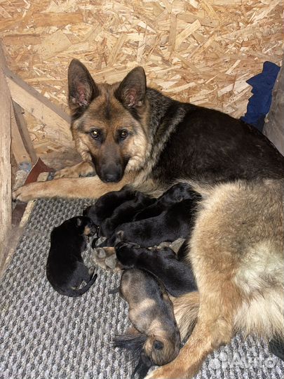 Щенки немецкой овчарки