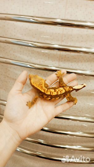 Бананоеды самочки и самцы