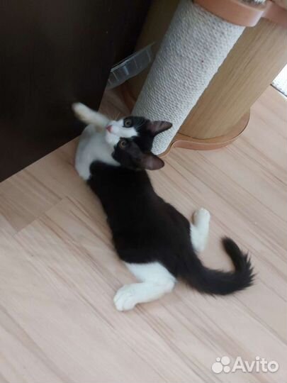 Кошка стерилизована в дар 3 месяца девочка