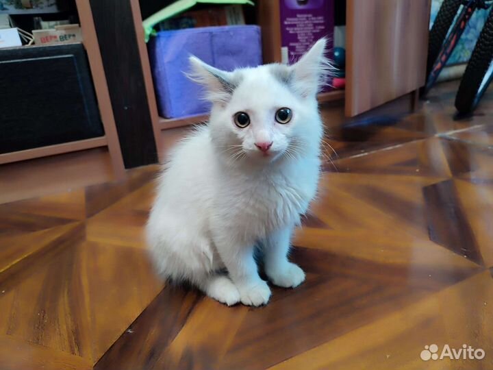 Котенок мальчик