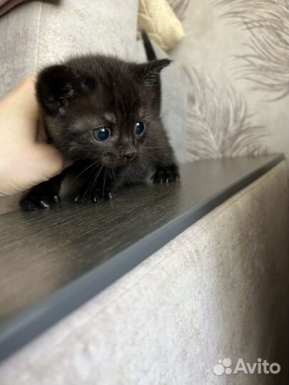 Шотландская