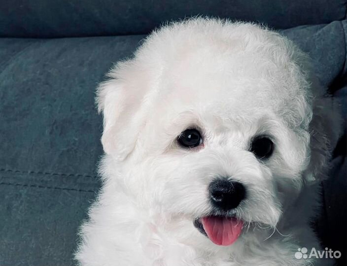 Бишон фризе щенок мальчик