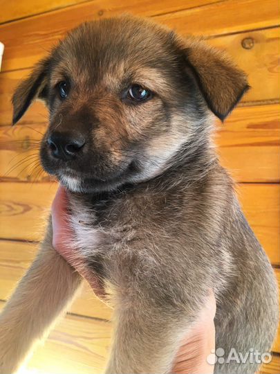 Щенки метисы