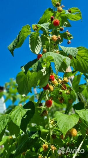 Саженцы ремонтантной малины полька/полана