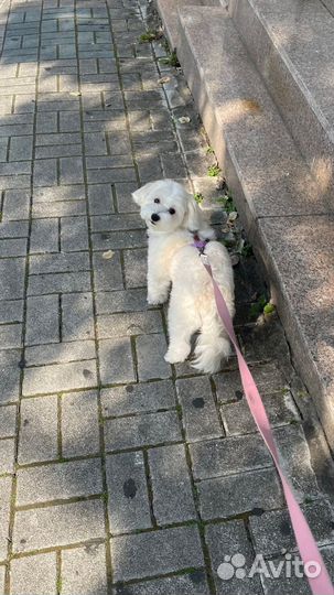 Выгульщик собак