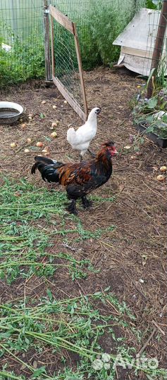 Петухи павловские и китайцы