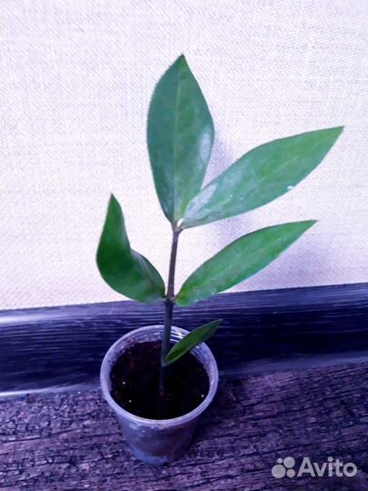 Замиокулькас