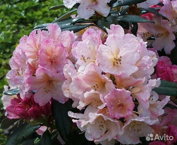 Рододендрон Percy Wiseman