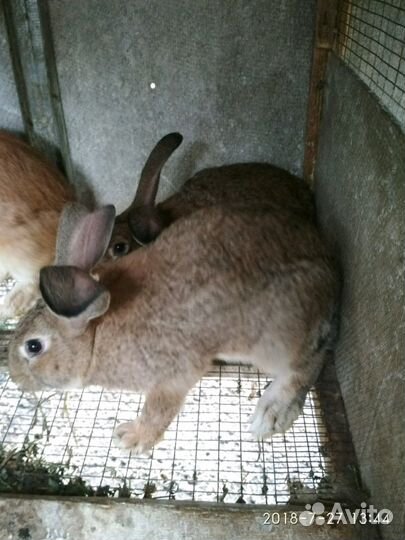 Кролики фландр