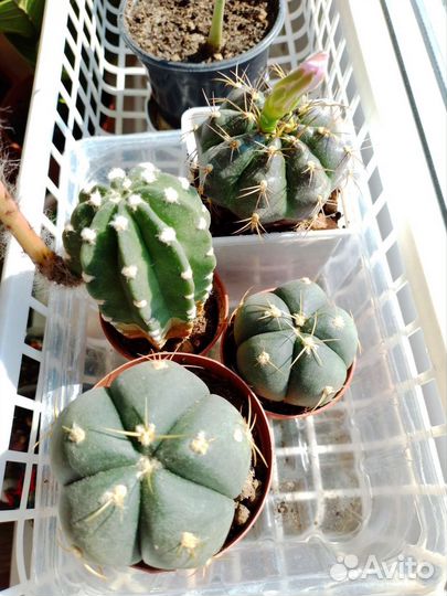 Кактусы,суккуленты