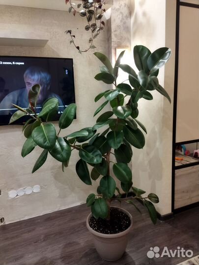Фикус широколистный 160 см