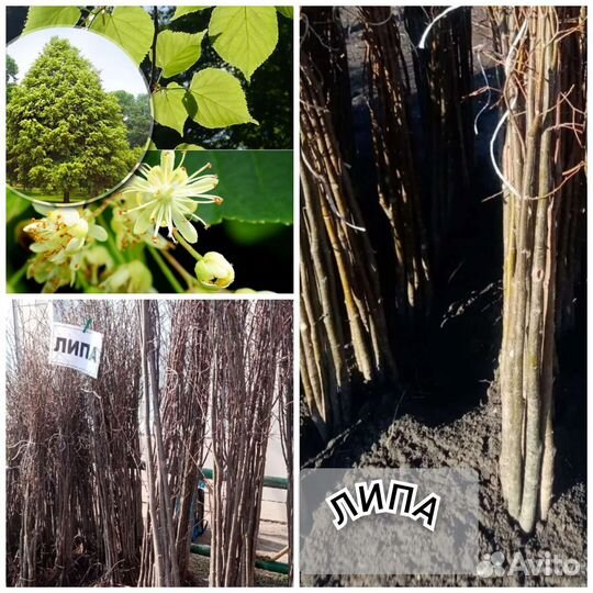 Саженцы липы