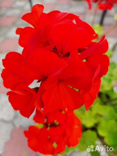 Пеларгония герань,бегония,лантана и др. растения