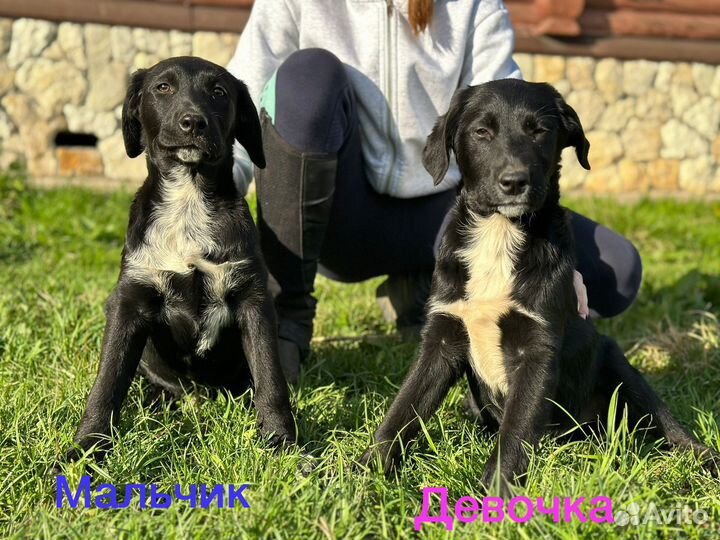 Щенки в добрые руки