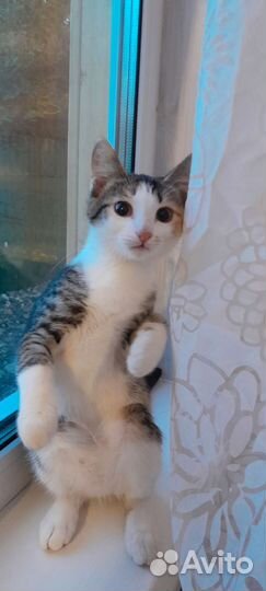 Котёнок богатка