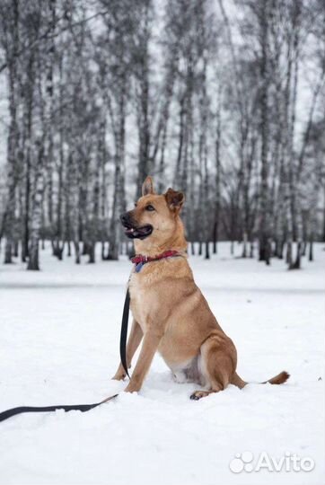 Непоседа Жак ищет дом (Собака из приюта)