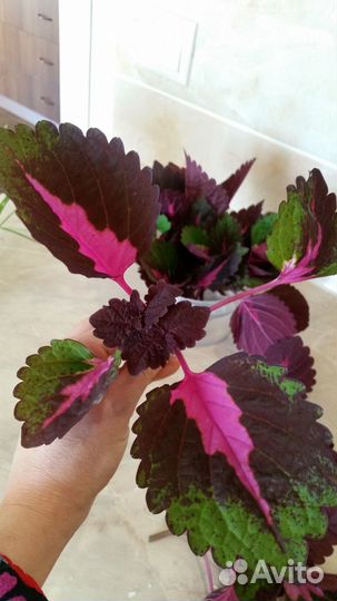 Колеус срез