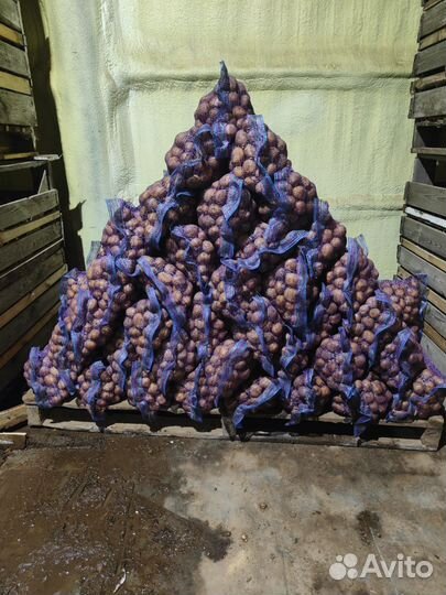 Картофель семенной (Гала,Коломбо,Ред Леди)