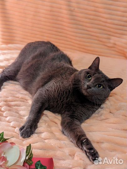 Обречённая на одиночество. Кошечка в дар