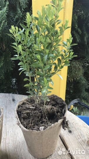 Самшит зимующий