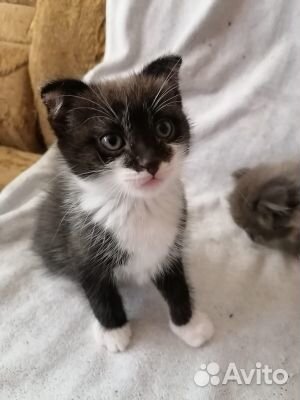 Котята