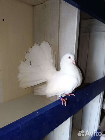 Голуби