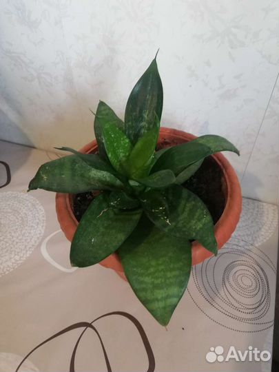 Сансевиерия ханни