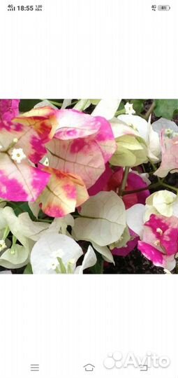 Бугенвилия сорт Читра