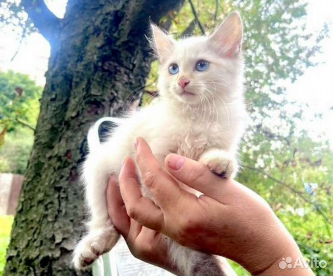Котята мальчики и девочки