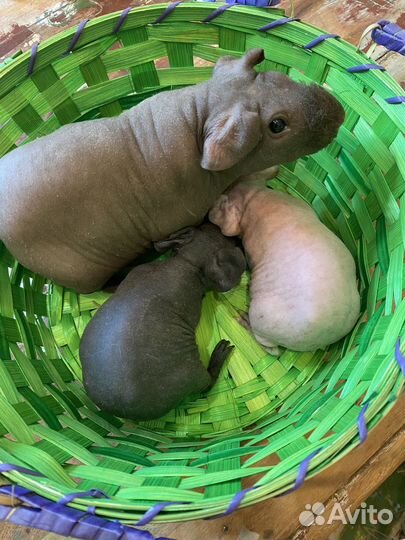 Морские свинки скинни