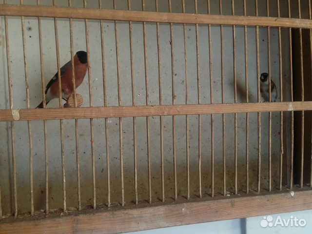 Снегири, щеглы,урагусы чижы зеленушки дубанос