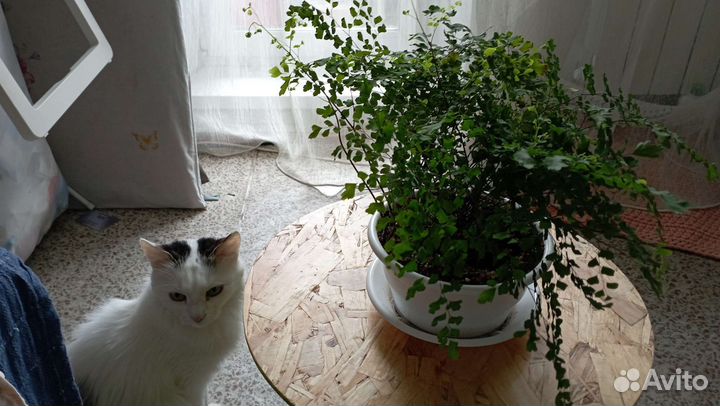 Адиантум венерин волос