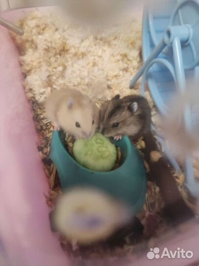 Джунгарский хомяк