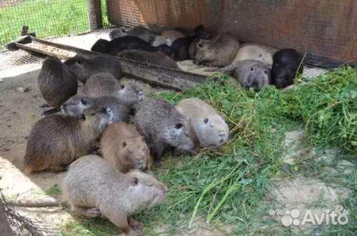 Продам Нутрии молодняк и взрослых