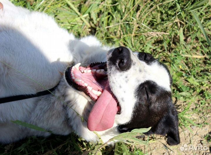 Собака Юлька