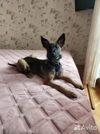 Щенок в добрые руки бесплатно малинуа метис
