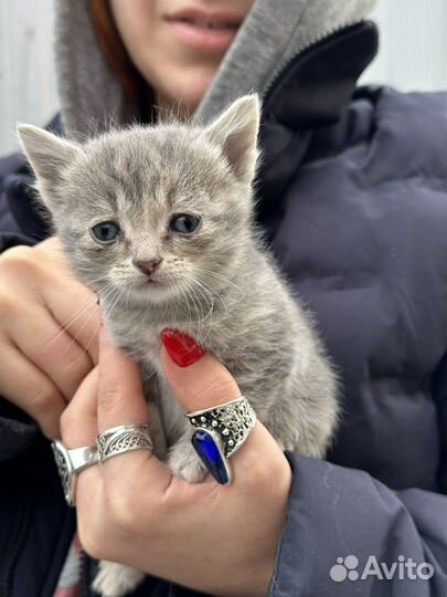 Котята бесплатно