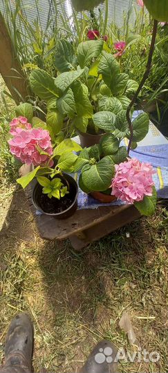 Гортензия крупнолистная