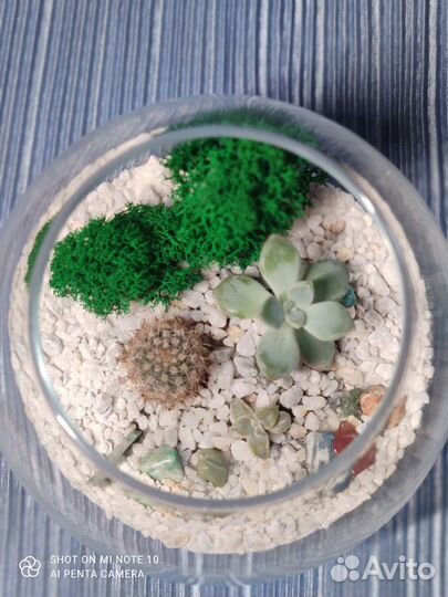 Флорариум с кактусом