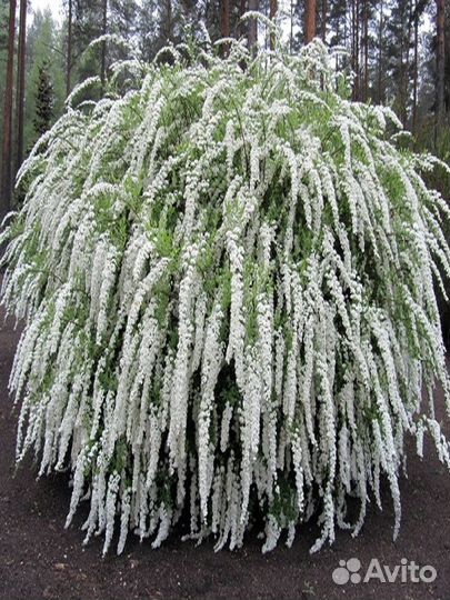 Спирея японская, серая, ниппонская