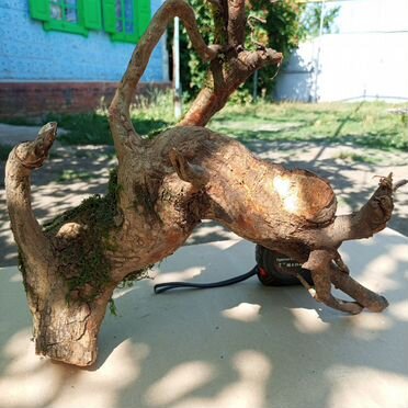 Коряги дуб, клен, ясень